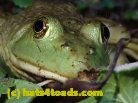 /home//u458753944/public_html/sourcegallery////////////////////////////////Frogs/Bullfrogs 2020-09 Upper Merion/P9280706.JPG